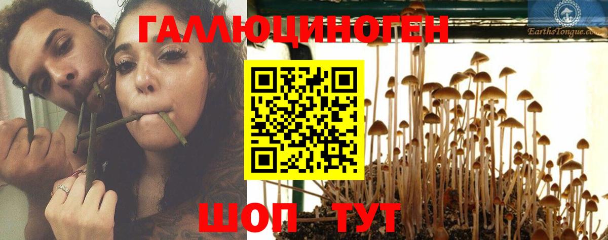 Галлюциногенные грибы Psilocybe  Псилоцибиновые грибы GOLDEN TEACHER  Киров  Вход с VPN 